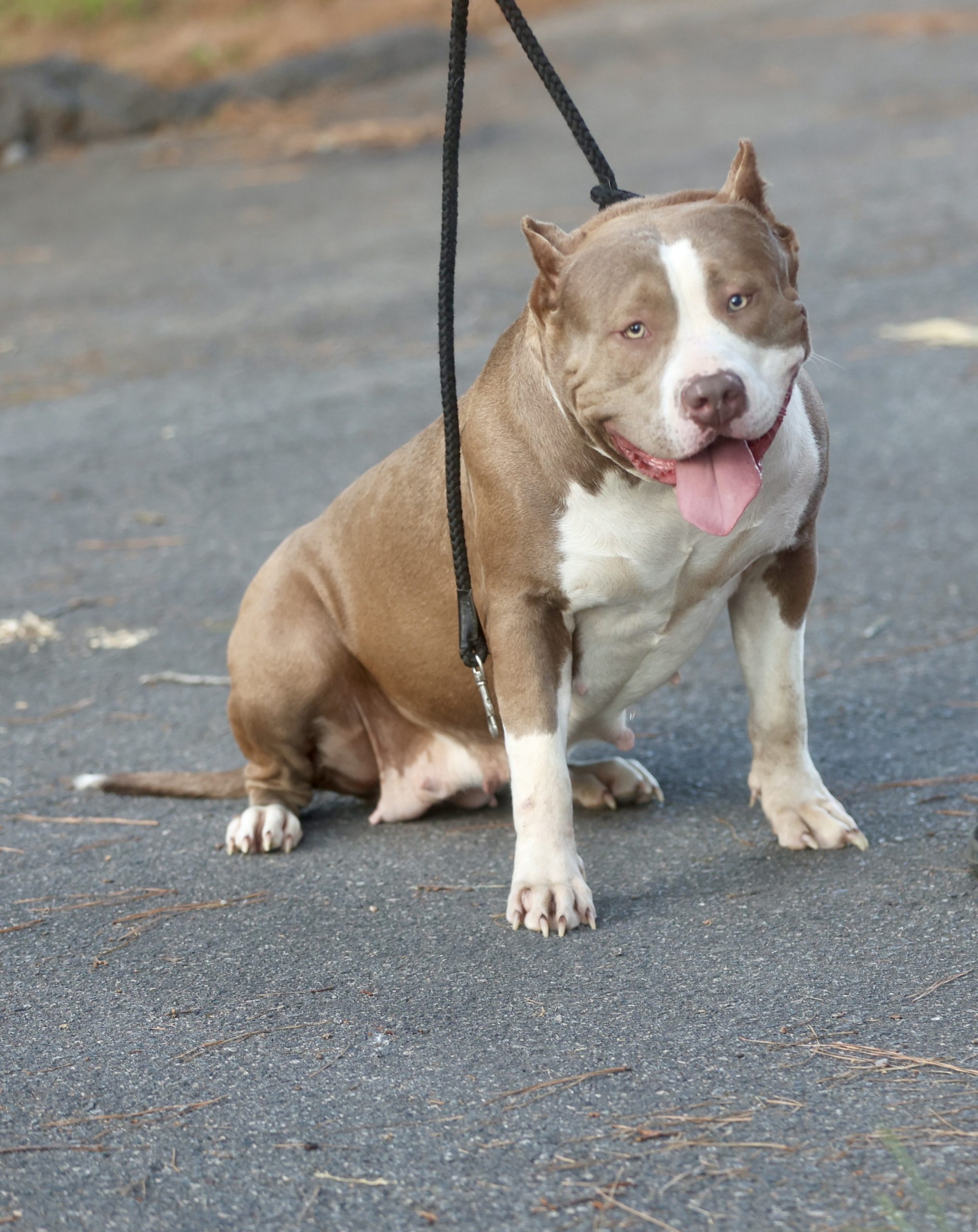 Dog Featured Image