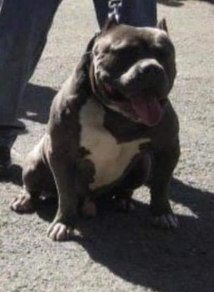 Dog Featured Image
