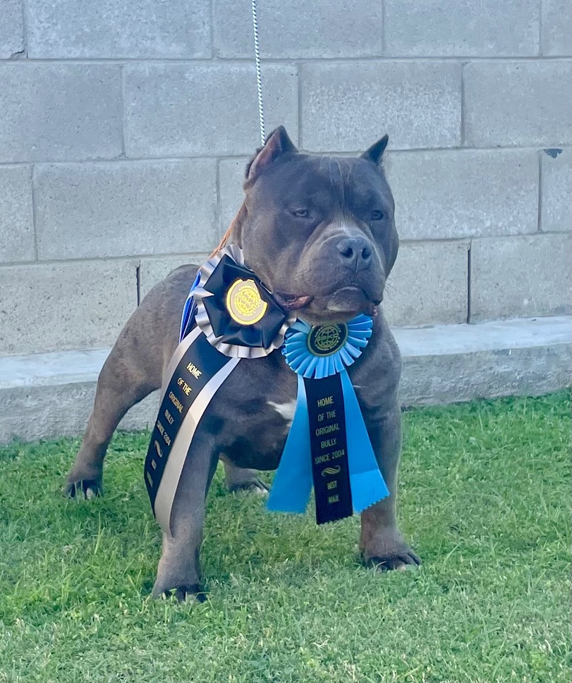 Dog Featured Image