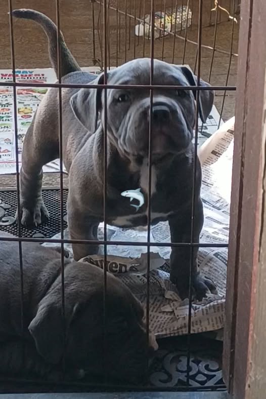Dog Featured Image