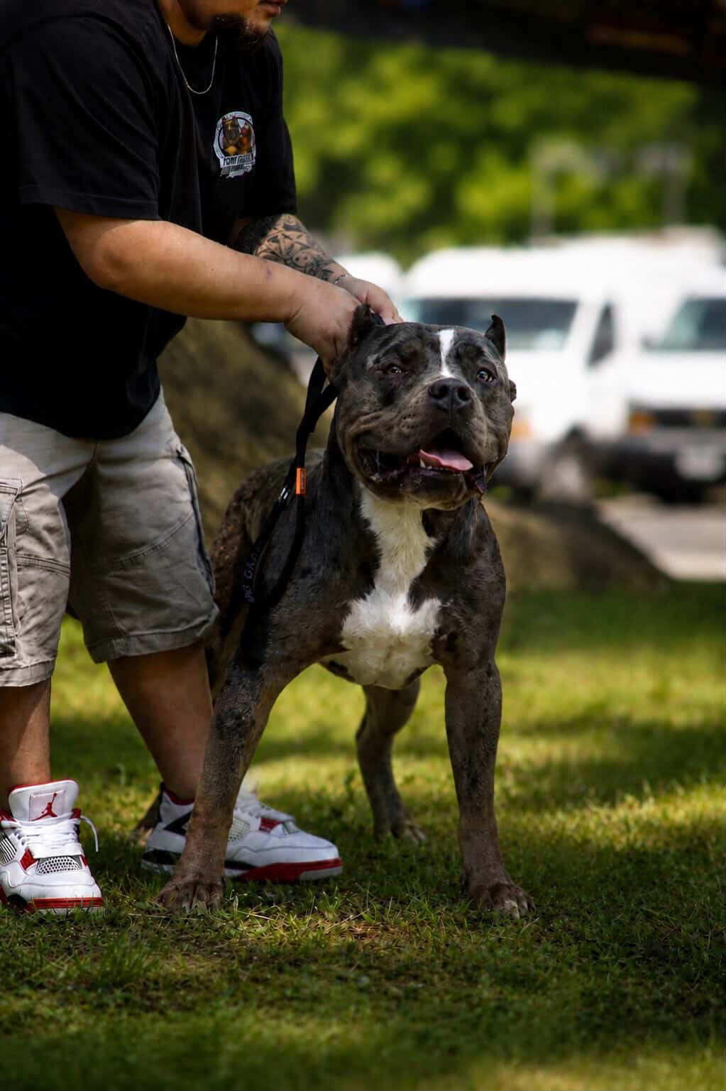 Dog Featured Image