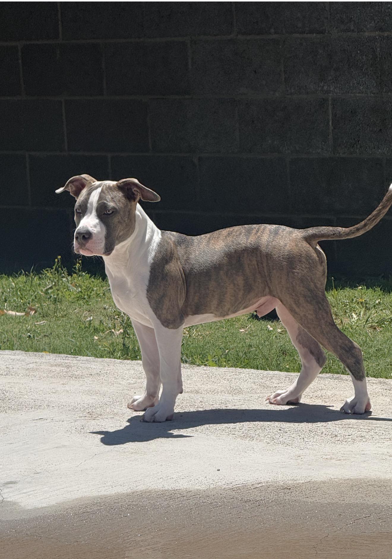 Dog Featured Image