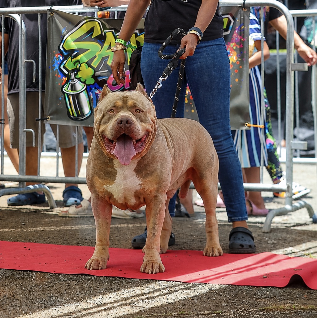 Dog Featured Image