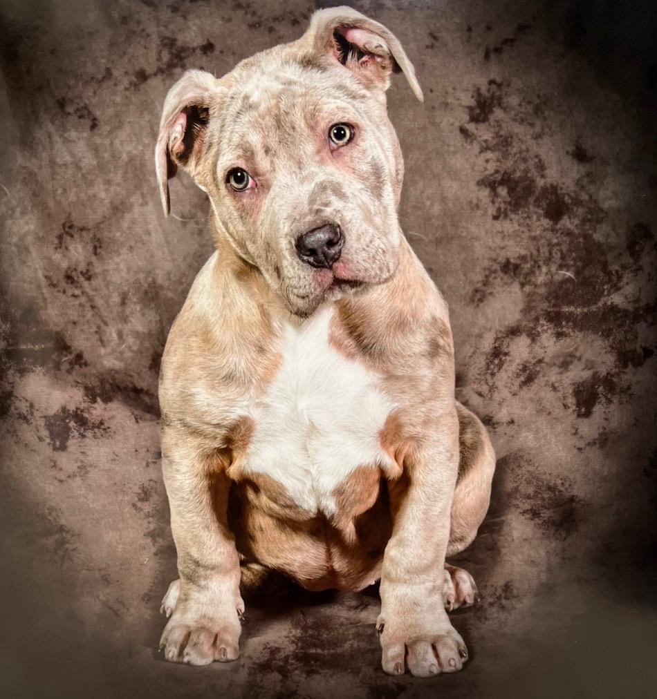 Dog Featured Image