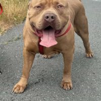 510bullz niner