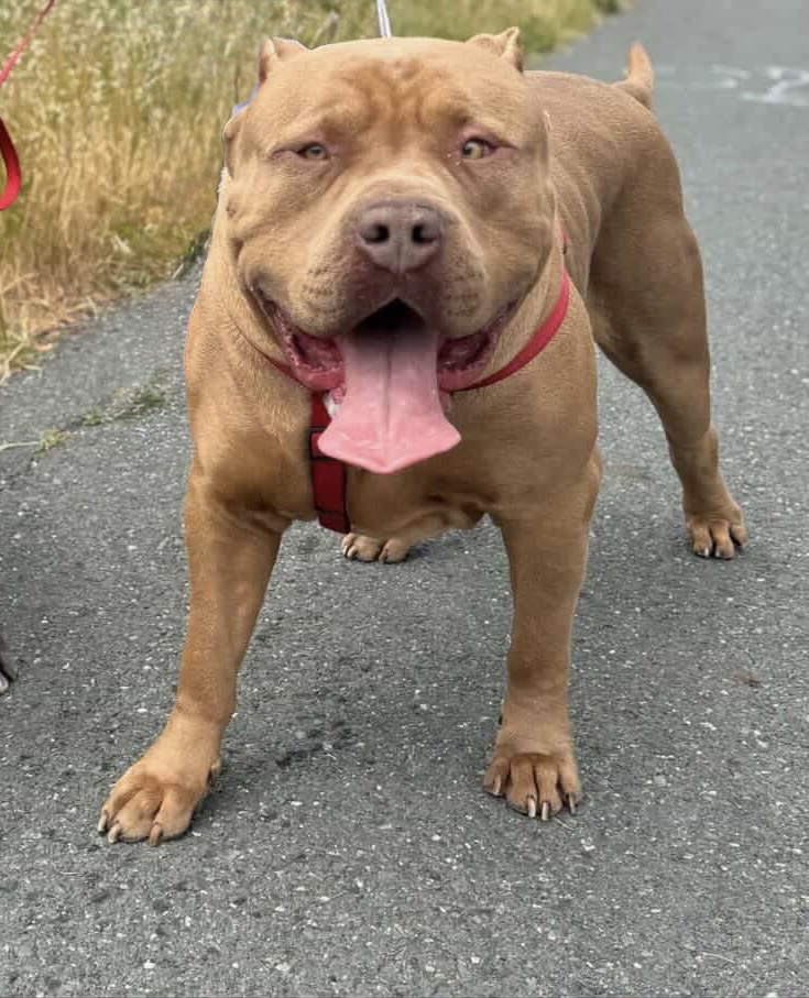 Dog Featured Image
