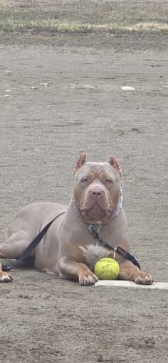 Dog Featured Image
