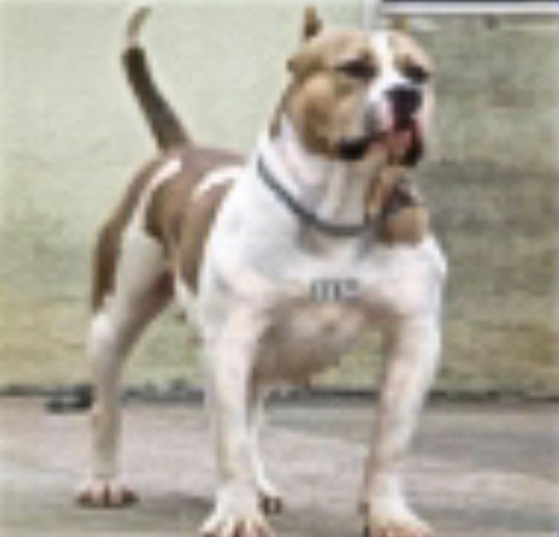 Dog Featured Image