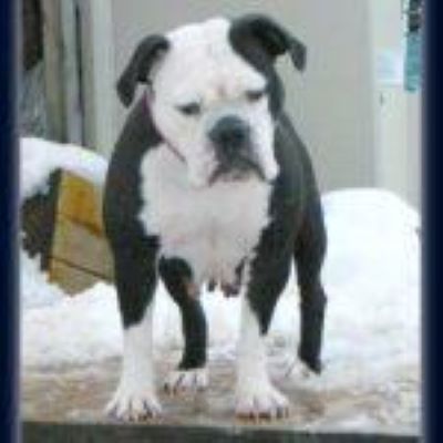 Dog Featured Image