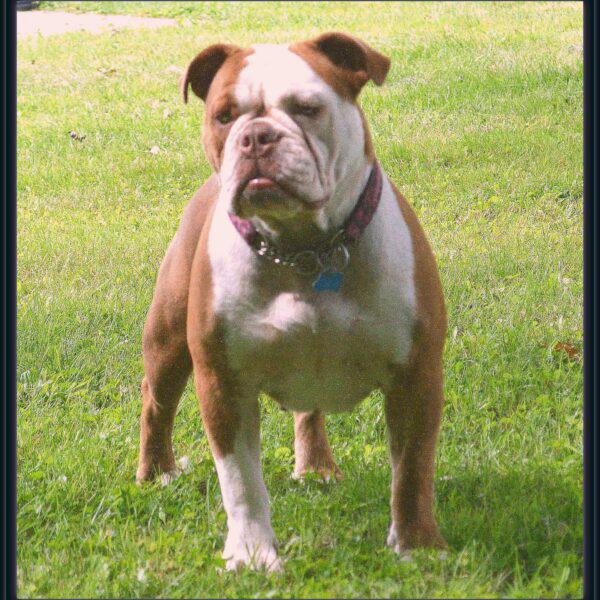 Dog Featured Image