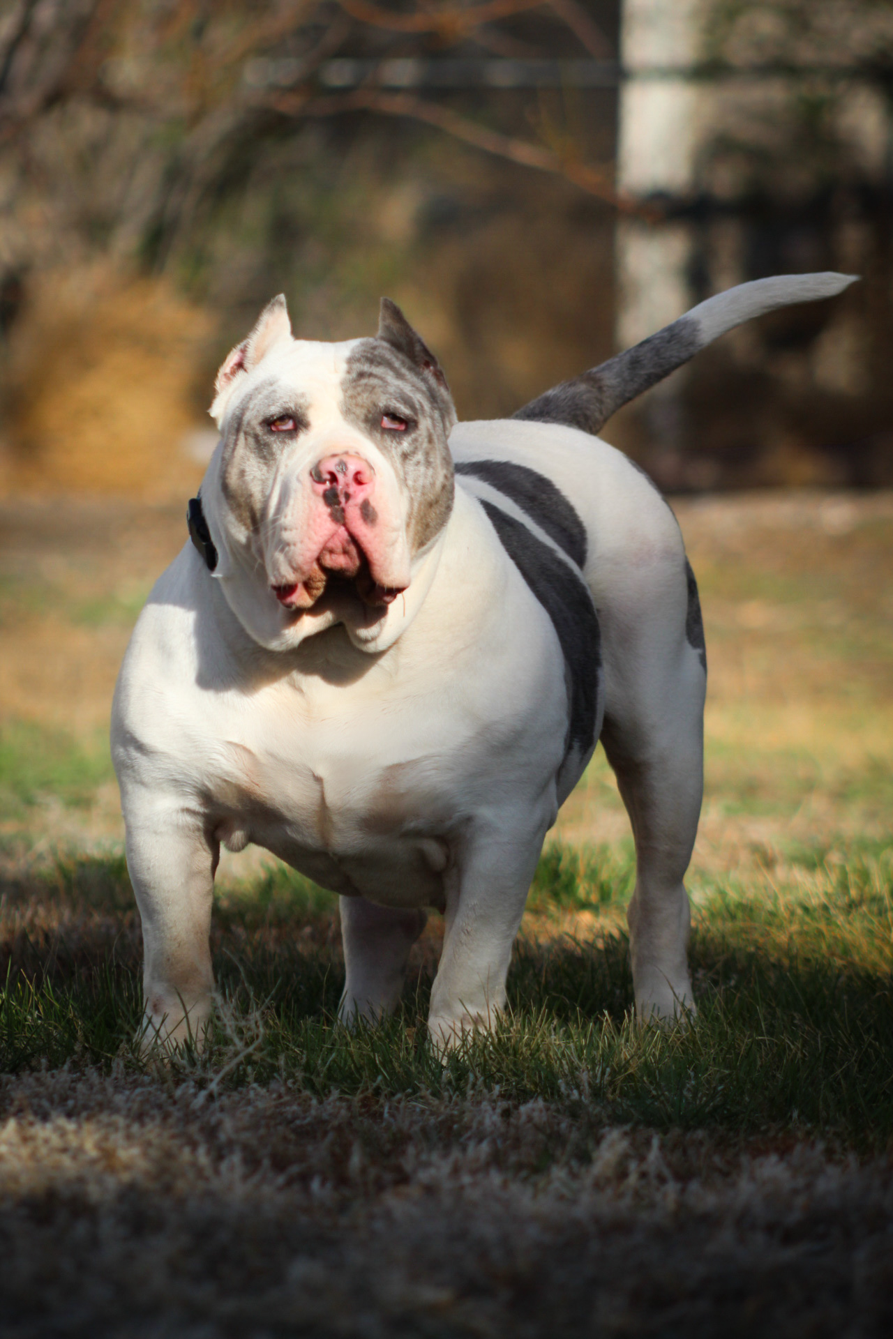 Dog Featured Image
