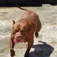 BIG LETTY TORK IMPERIUM BULL