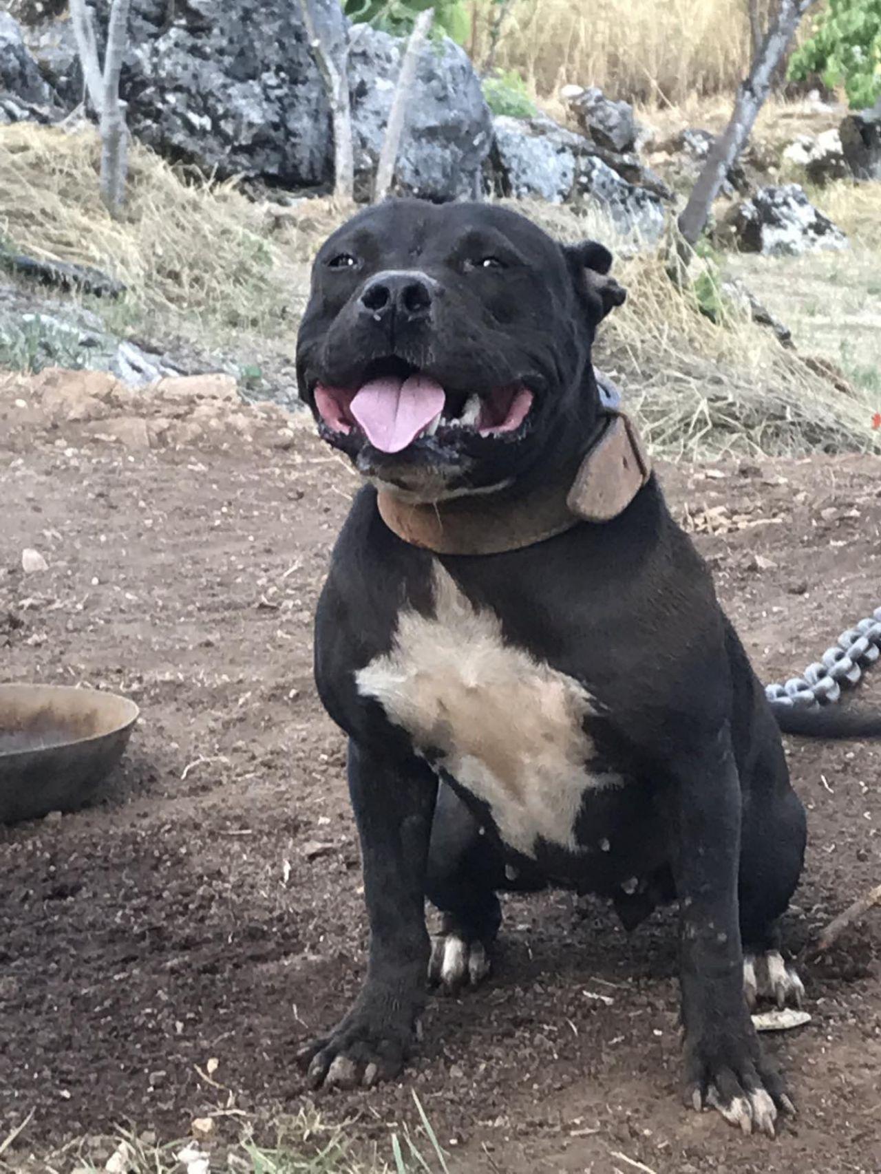 Dog Featured Image