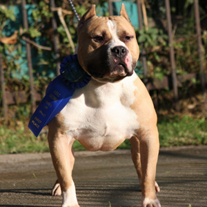 Dog Featured Image