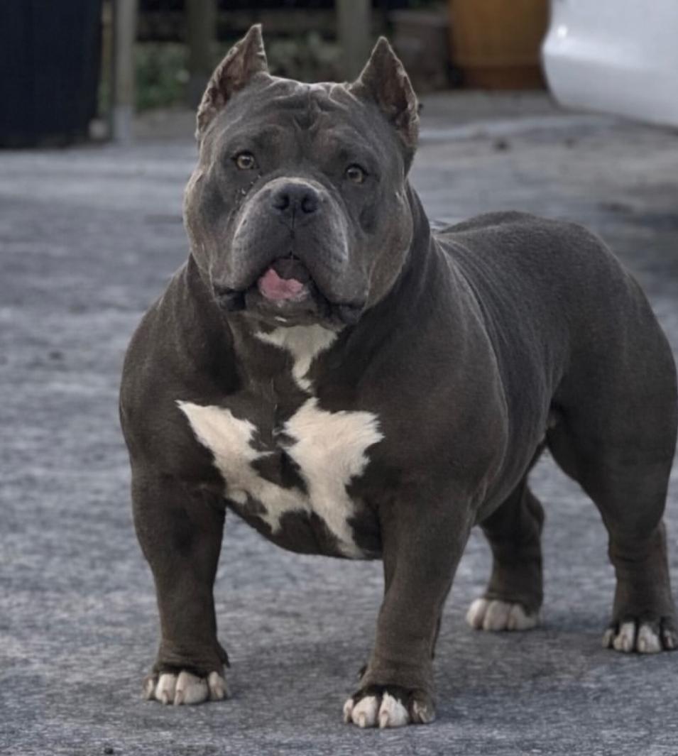 Dog Featured Image