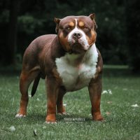GOLDSLINE MR. BERNARD OF PARASIEMPREBULLS