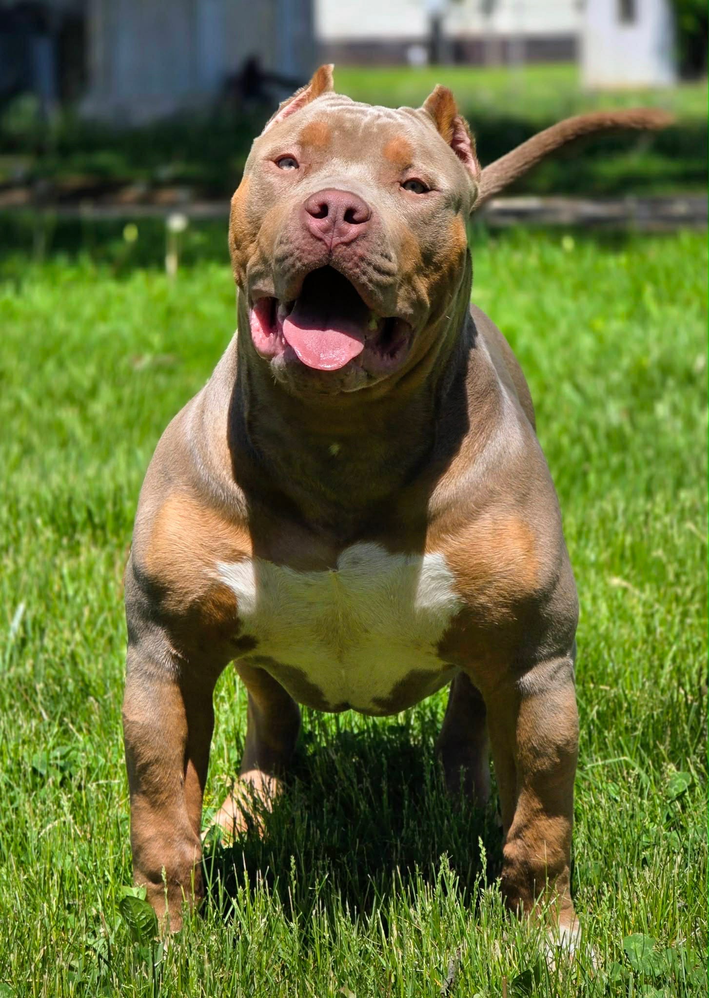 Dog Featured Image