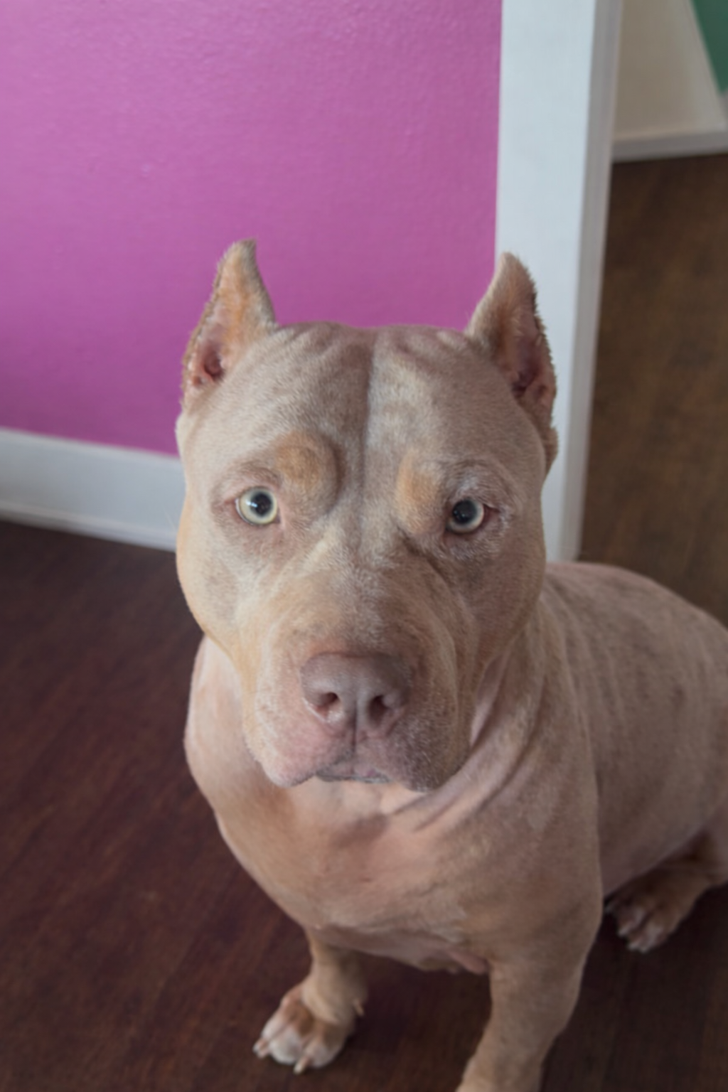 Dog Featured Image