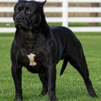 CAFEINA SMK BULL KENNEL
