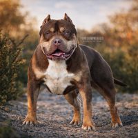 BBK’S MEGATRON OF PARASIEMPREBULLS