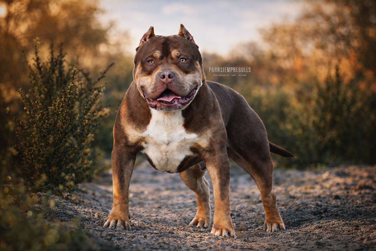 Dog Featured Image