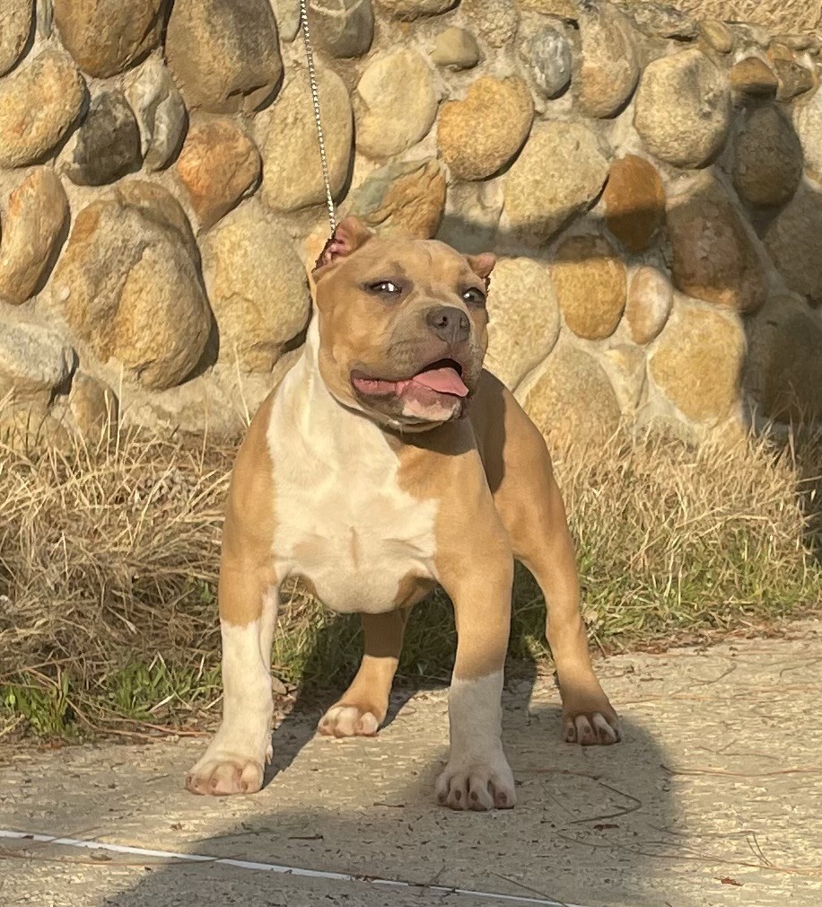 Dog Featured Image