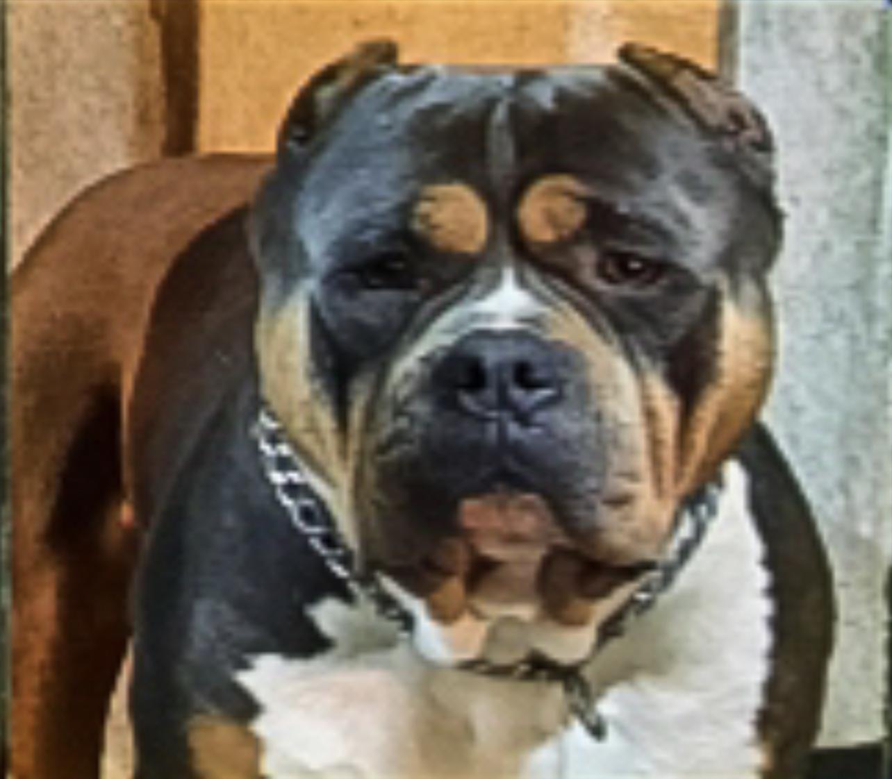 Dog Featured Image