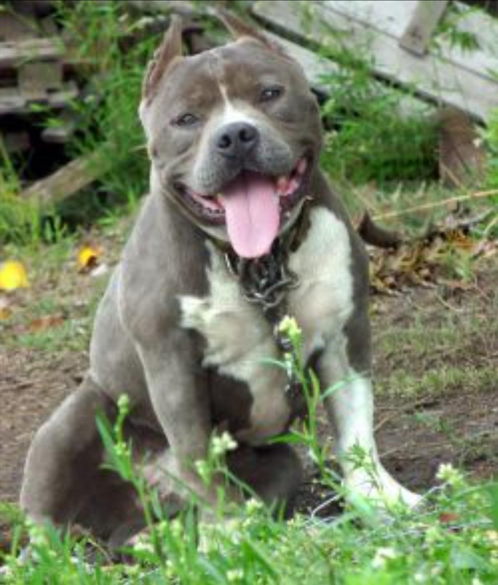 Dog Featured Image