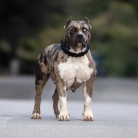 XXL Luxor Bullys Pepsi