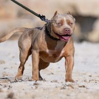 XXL LUXOR BULLYS  Mr. Legend