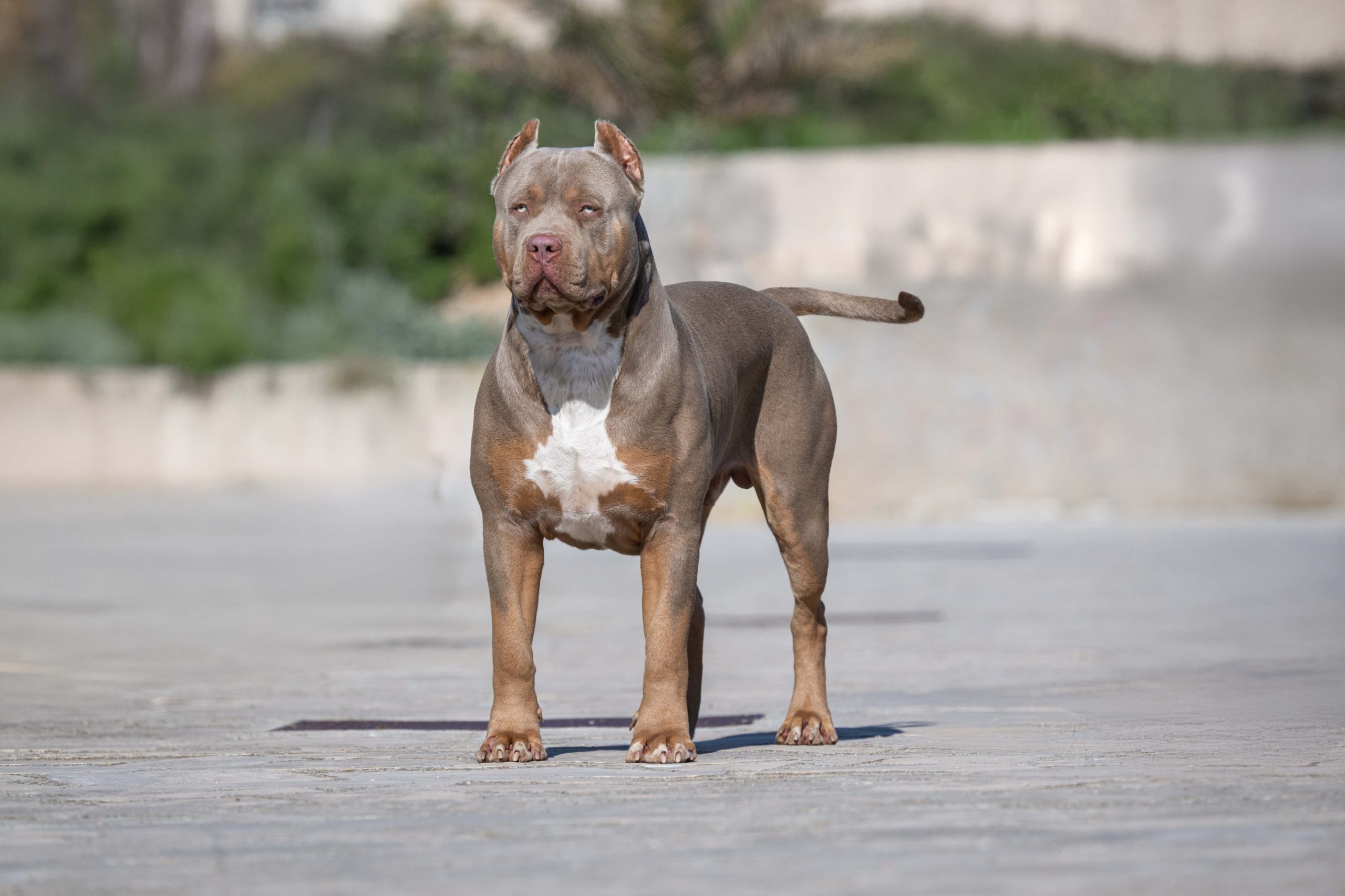 Dog Featured Image