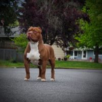 Dog Featured Image
