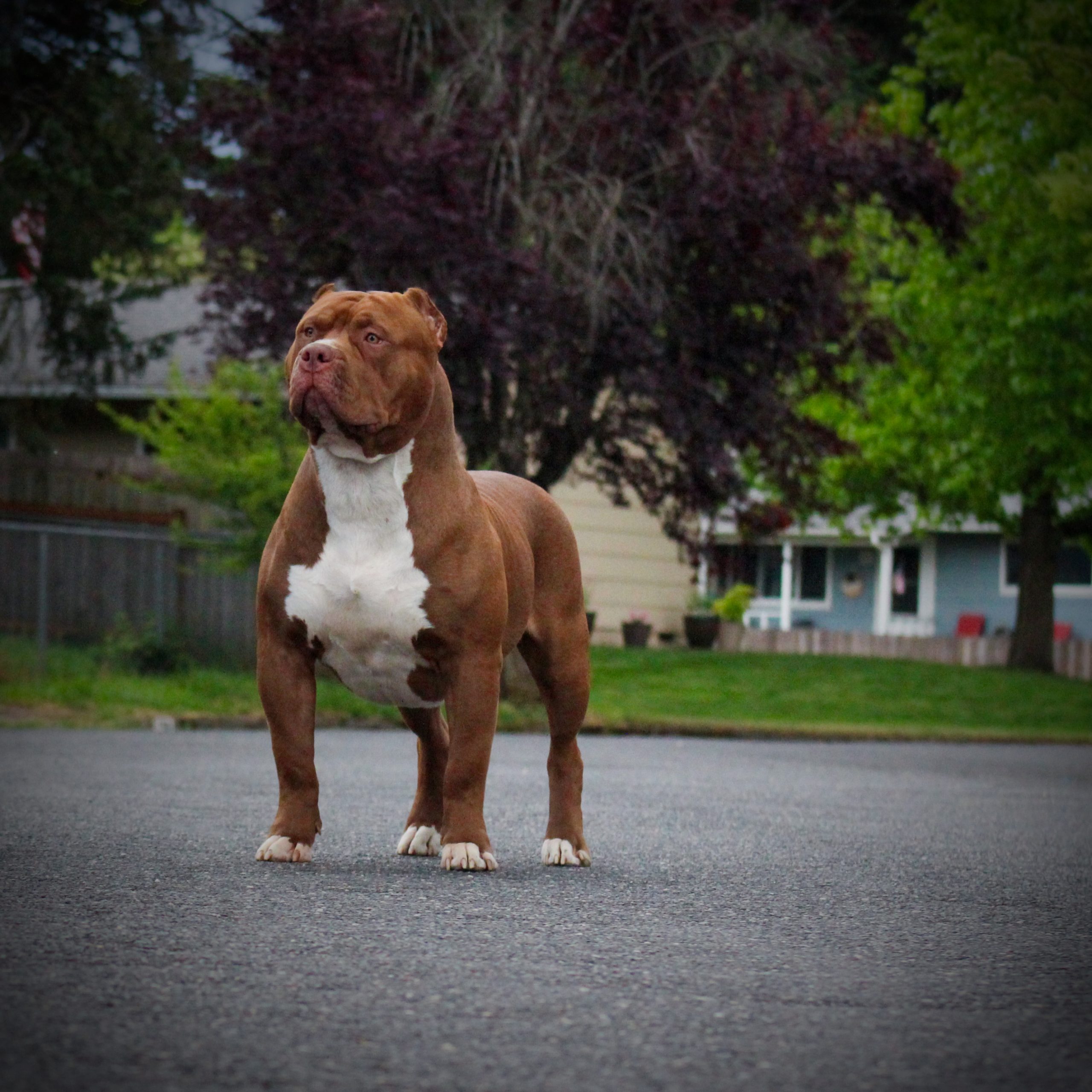 Dog Featured Image