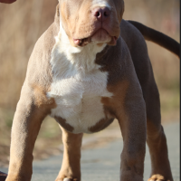 Strawberry Bully Kennel Gent