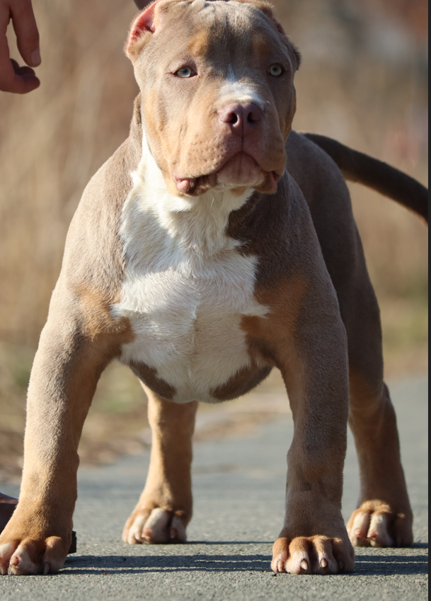 Dog Featured Image