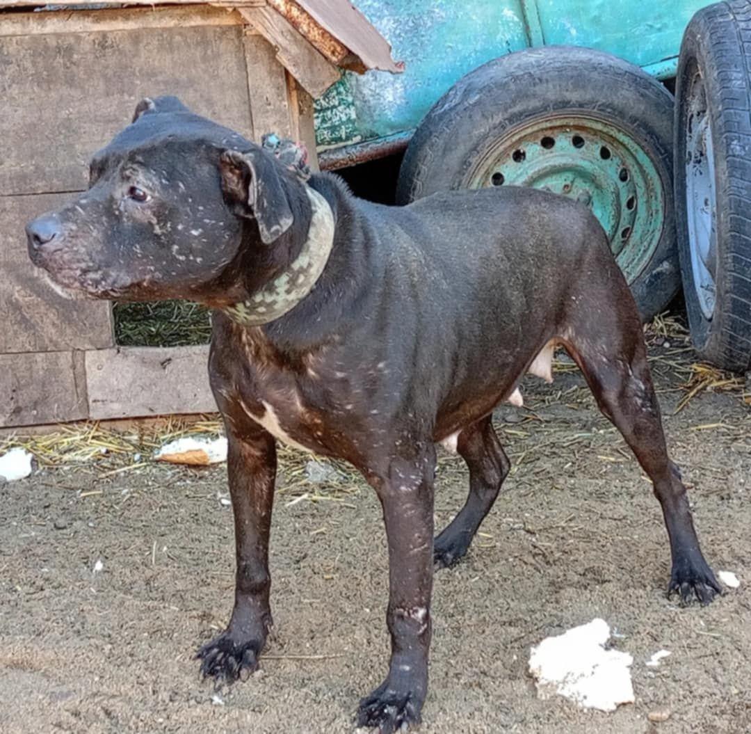 Dog Featured Image