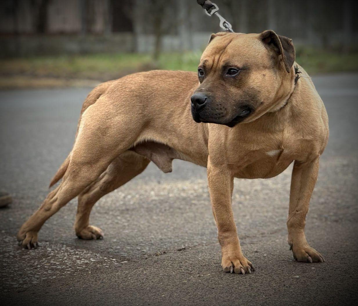 Dog Featured Image