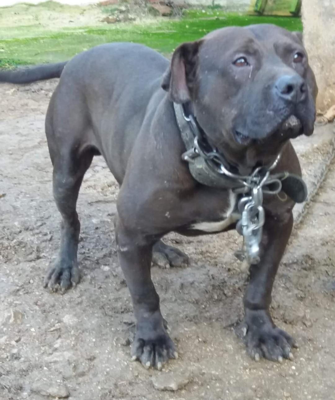 Dog Featured Image