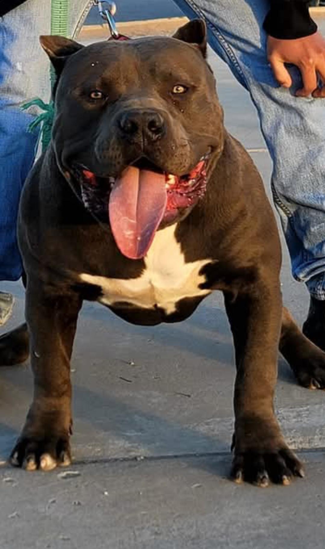 Dog Featured Image