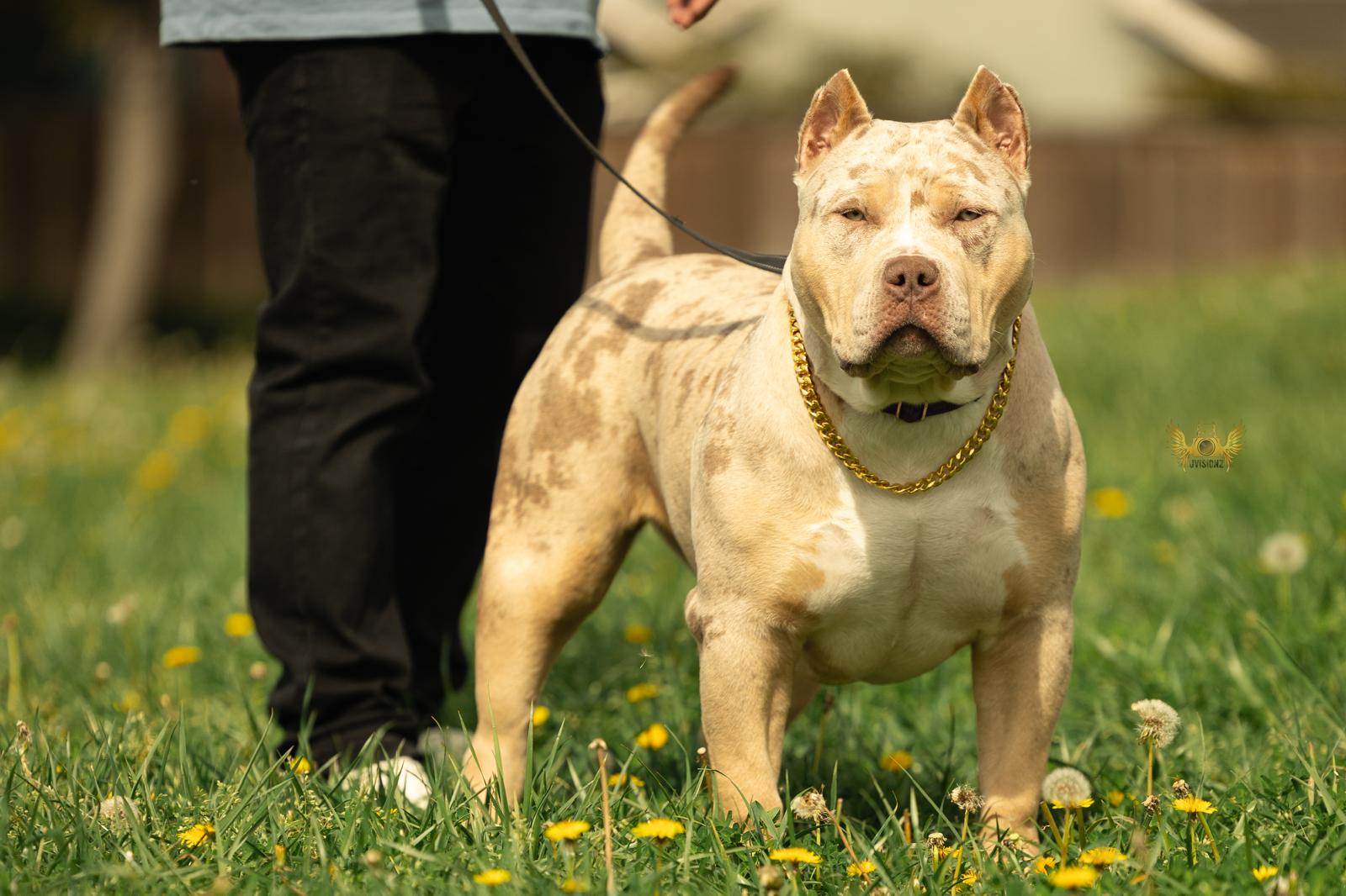 Dog Featured Image
