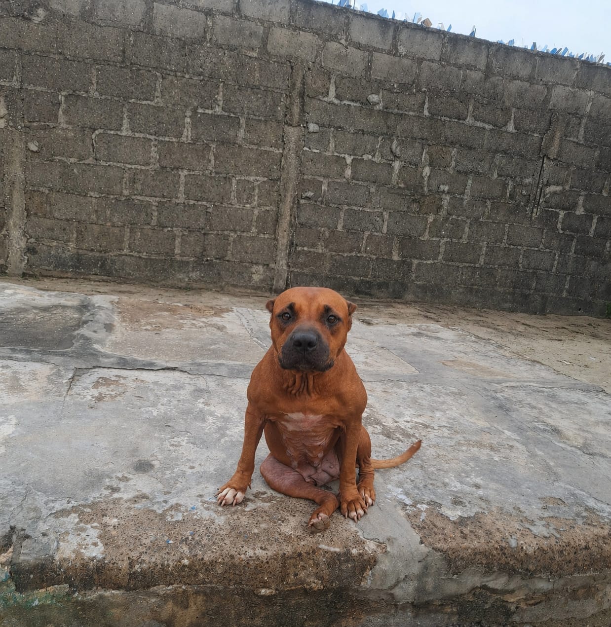 Dog Featured Image