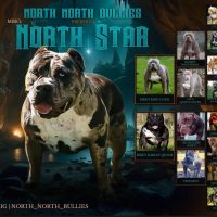 MBK’S NORTHSTAR OF NORTH NORTH BULLIES