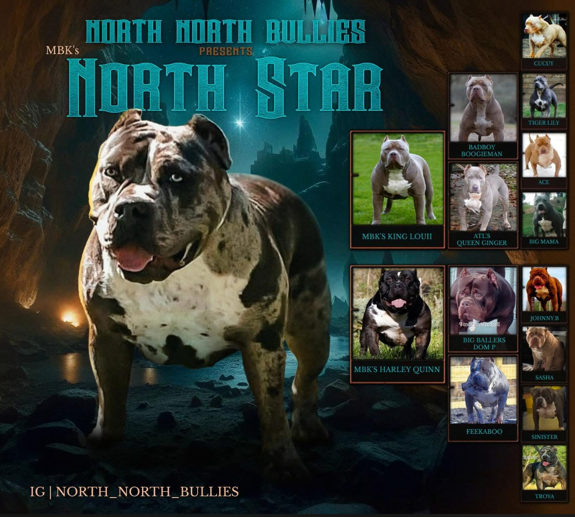 Dog Featured Image