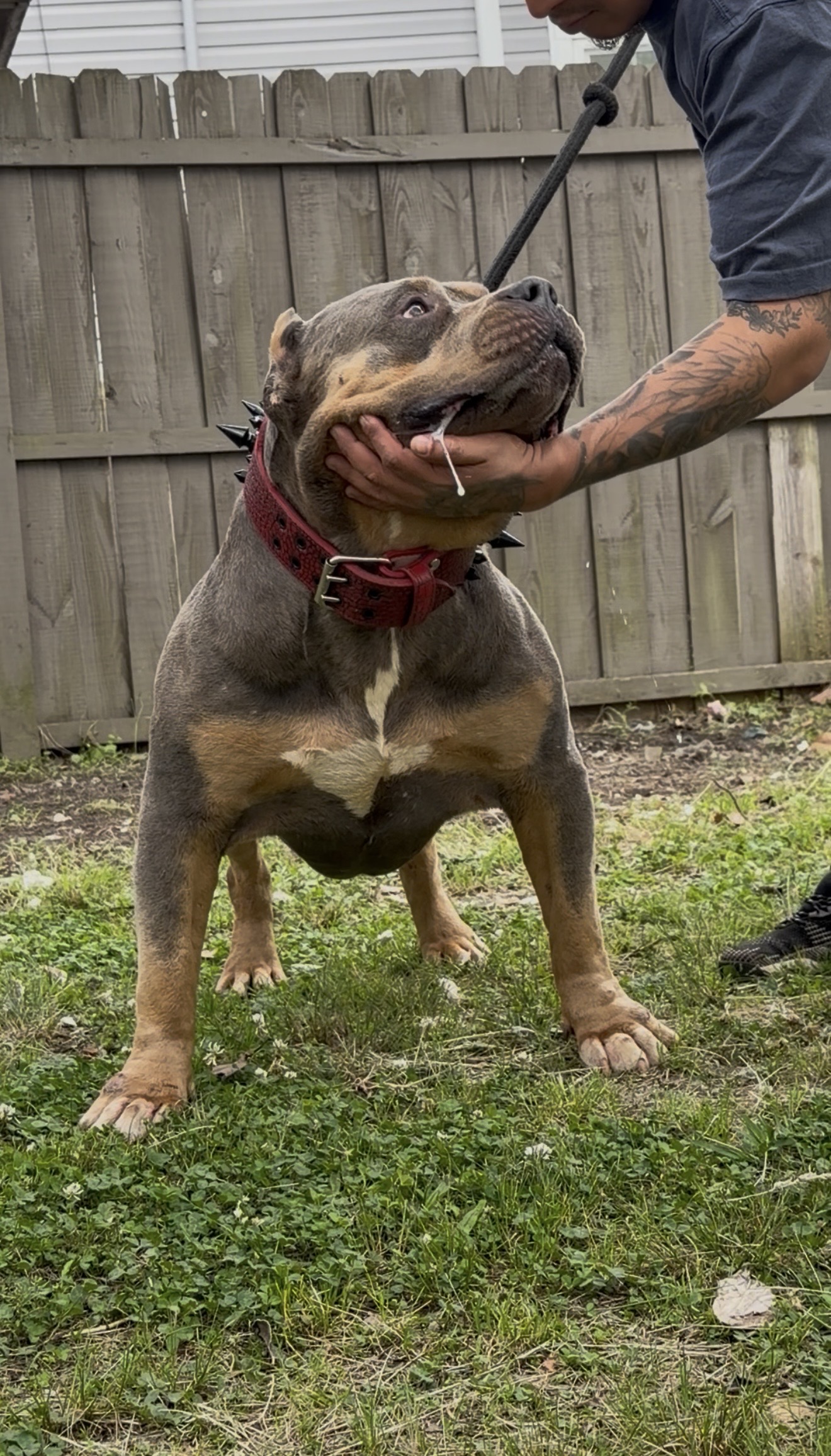 Dog Featured Image