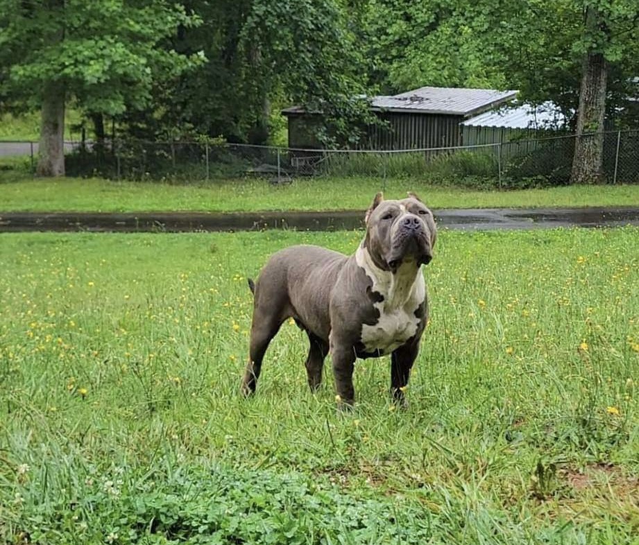 Dog Featured Image