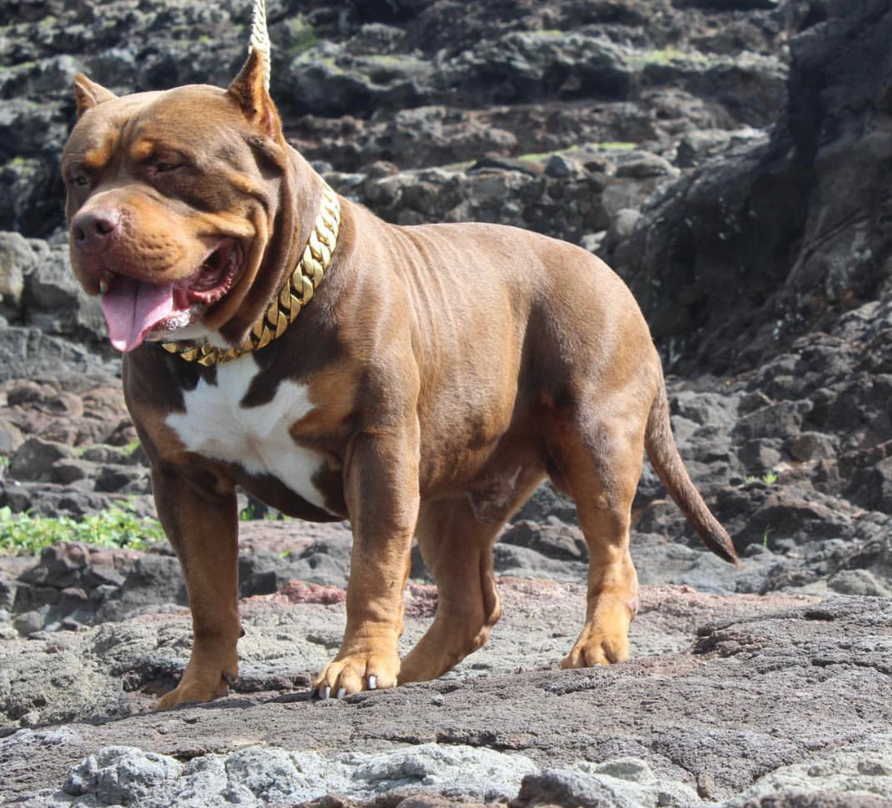 Dog Featured Image