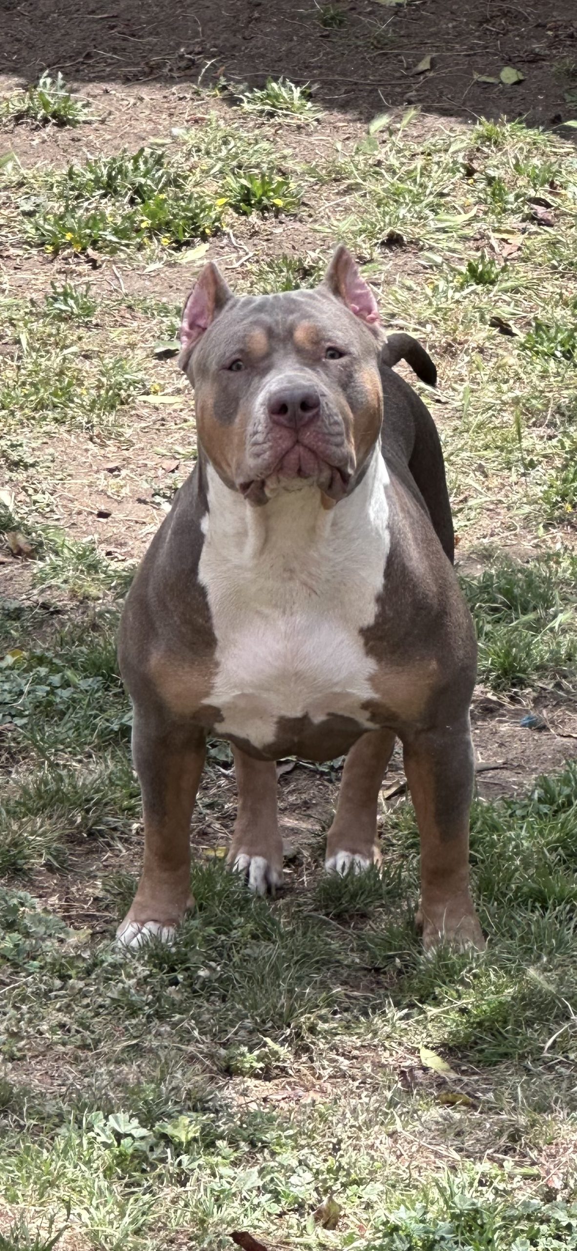 Dog Featured Image