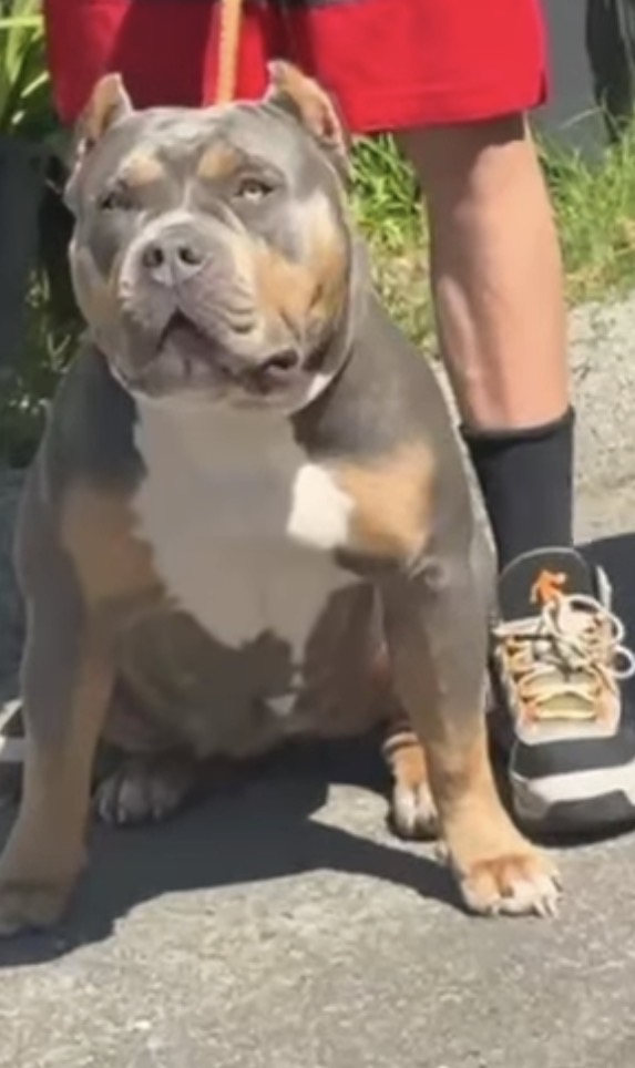 Dog Featured Image