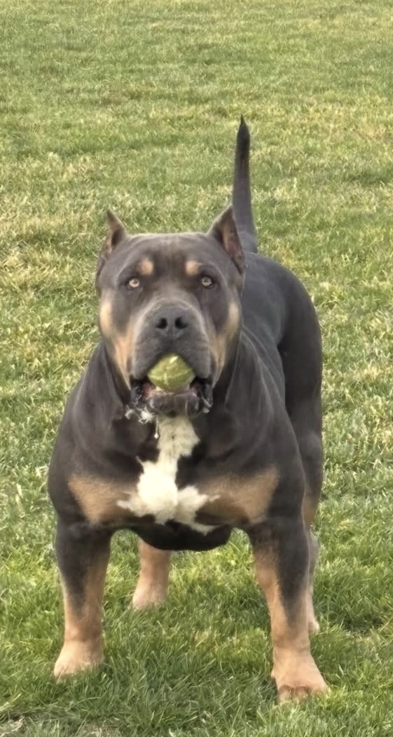Dog Featured Image