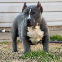 BeanzBullies Mona